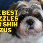 The Best Dog Muzzles for Shih Tzus