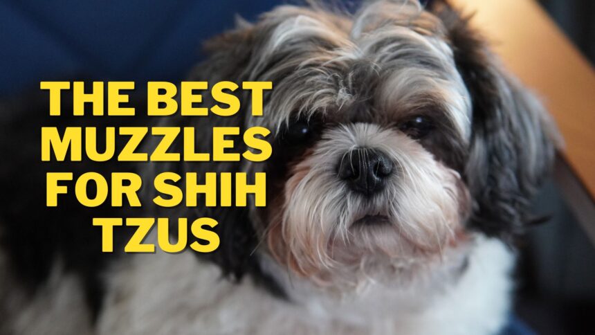 The Best Dog Muzzles for Shih Tzus