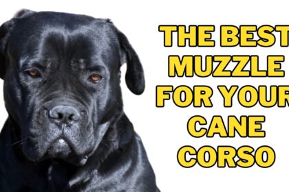 Best Muzzle for Your Cane Corso