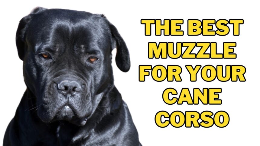 Best Muzzle for Your Cane Corso