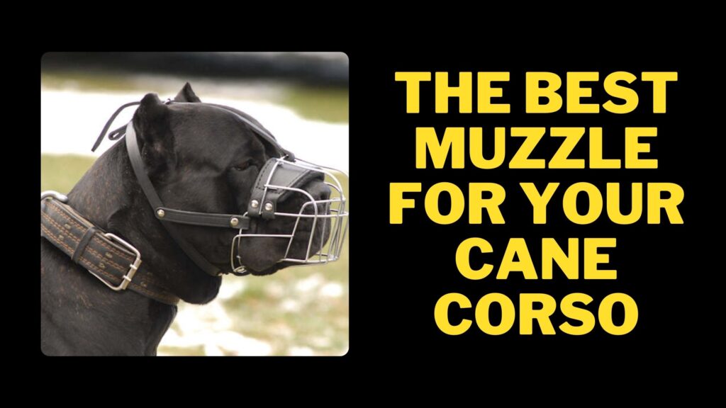 The Best Muzzle for Your Cane Corso